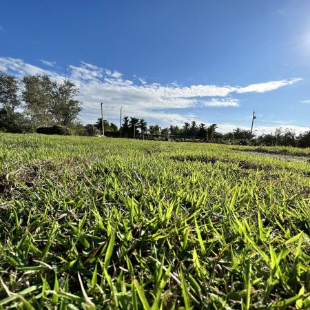 grass (1)