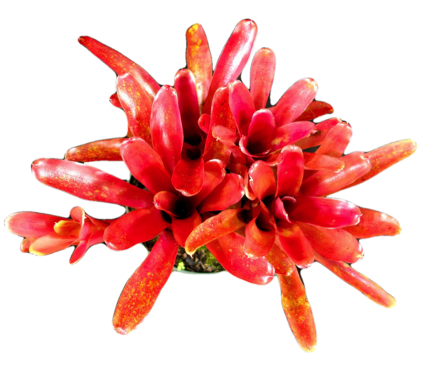 Fire Ball Bromeliads
