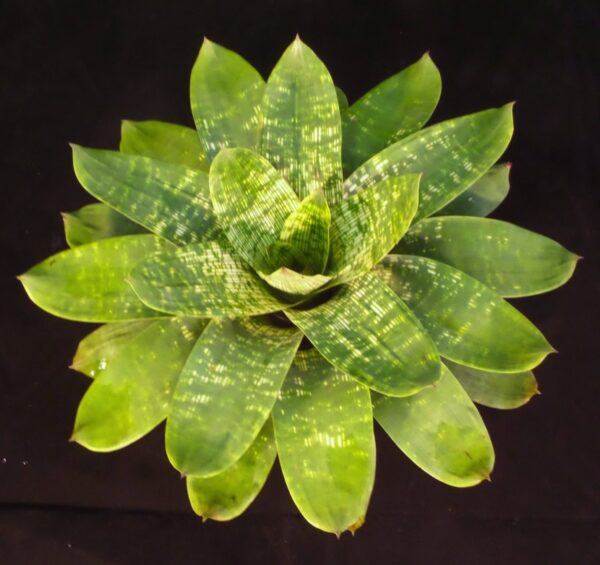 Gigantea Nova