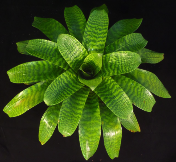 Heiroglyphic Bromeliads