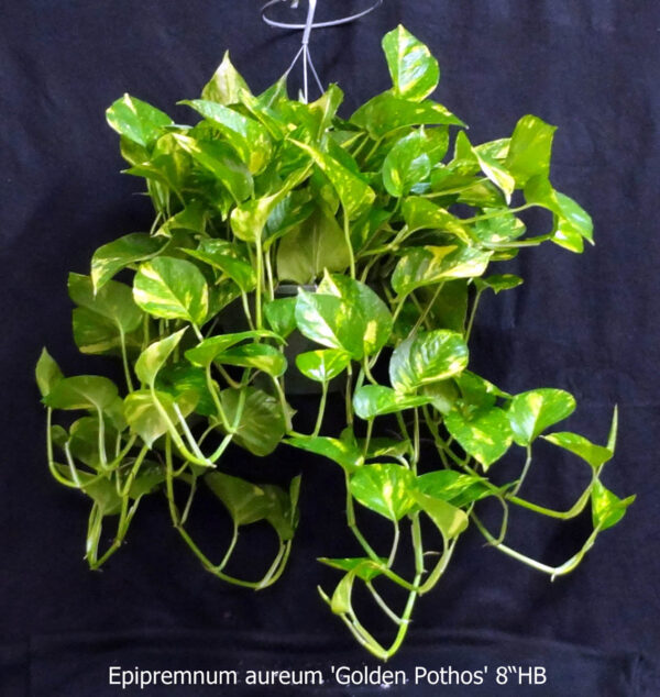 Epipremnum Aureum