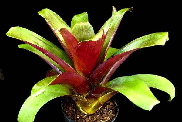 Imperialis Bromeliad