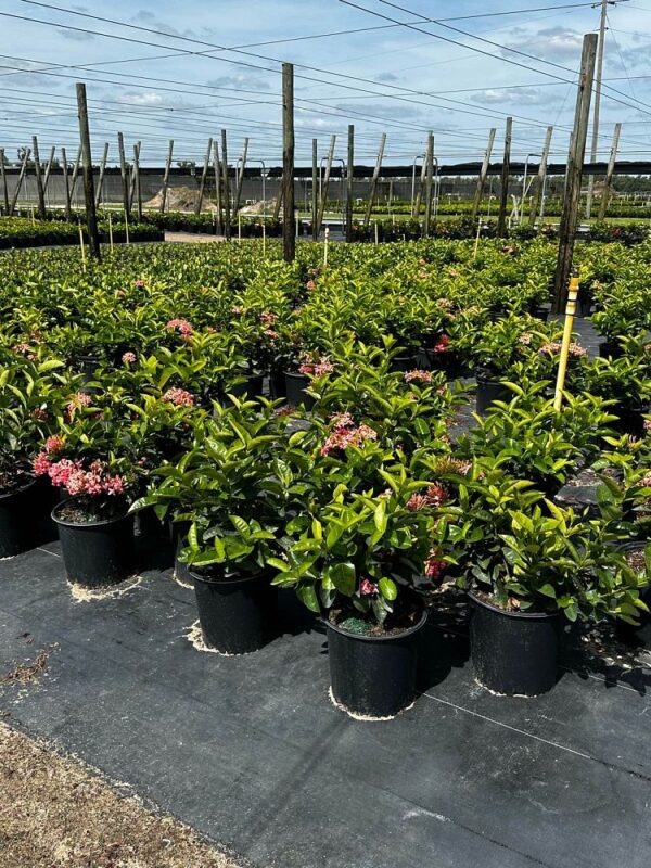 Ixora
