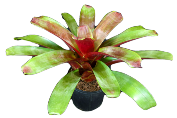 Julietta Bromeliad