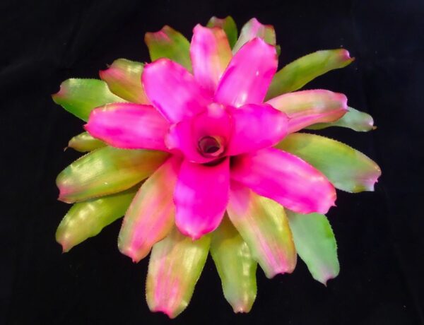 Lilia Bromeliad