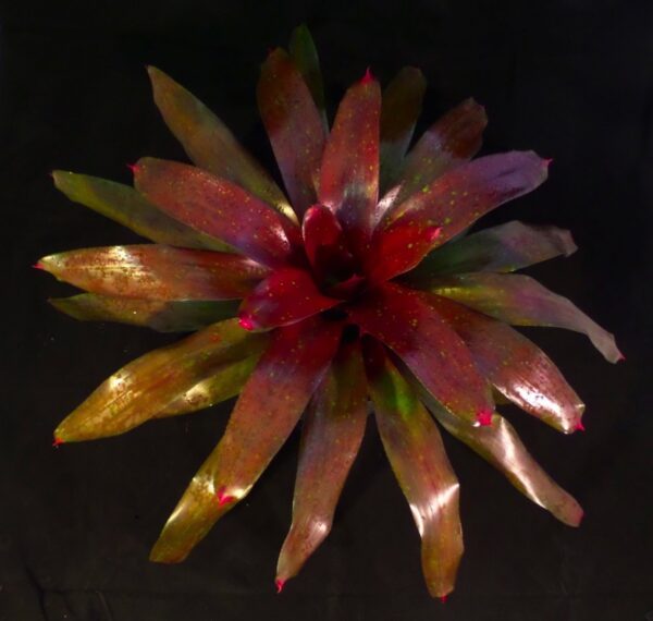 Luca Bromeliad