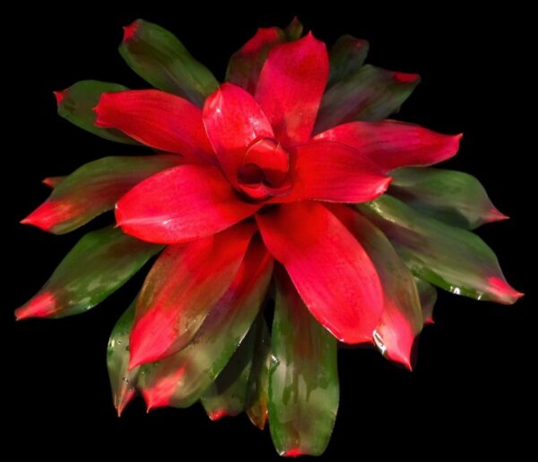 Magaly Bromeliad