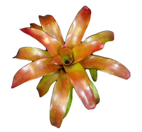 Maricela Bromeliad
