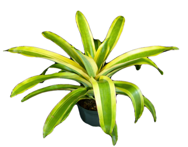 Mexicana Albo