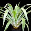 Odorata
