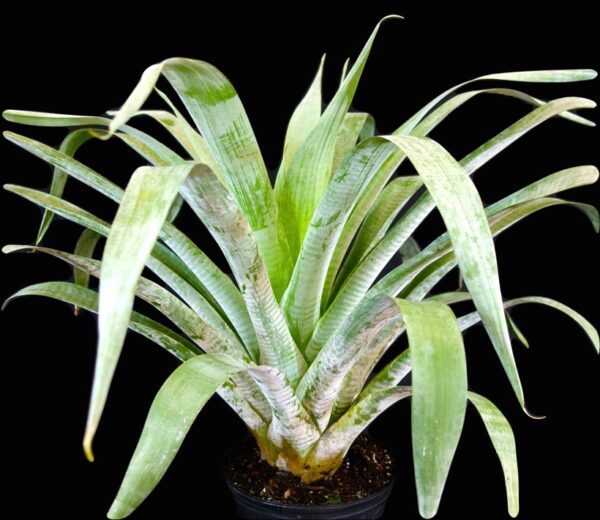 Odorata