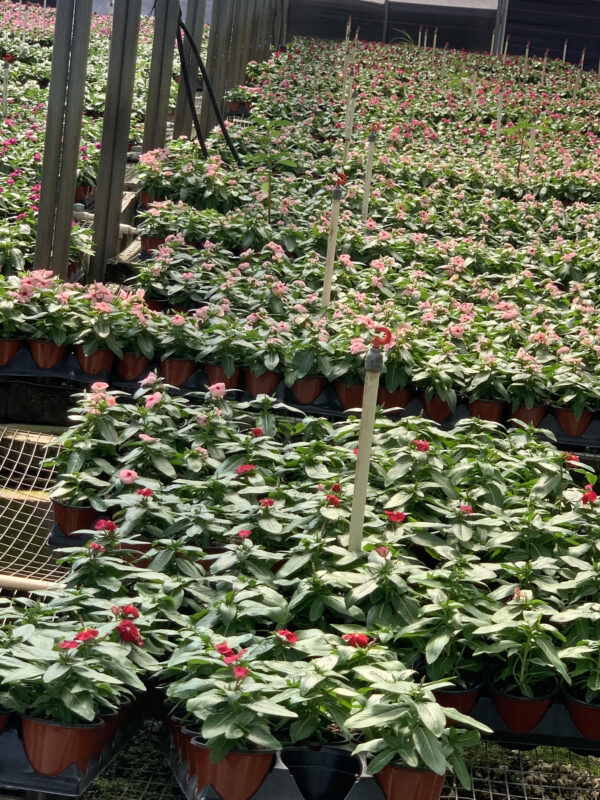 Vinca Cora